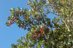 PC103722