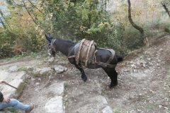 PC113764
