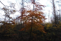 IMG_20221208_155311
