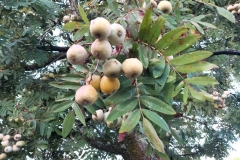 IMG-20211010-WA0021