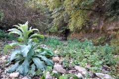 IMG-20211010-WA0036