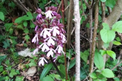 20180505_124133 (3)