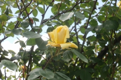 P5203830