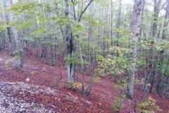 IMG_20201004_132312
