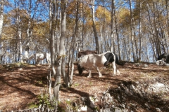 PA163264