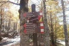 PA163268