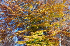 IMG_20221023_161831