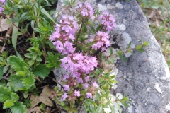 IMG_20230610_140931