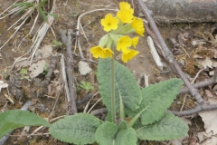P4283549