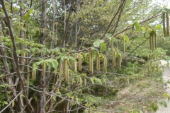 P4283586