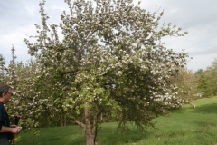 P4283596