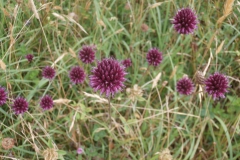 P6301493