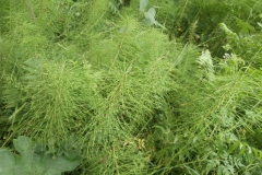 P6301500
