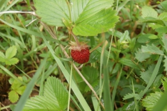 P7011563