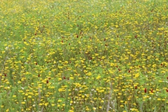 IMG-20210523-WA0008