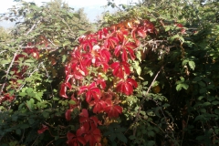 PB086185