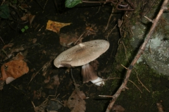 PB086204