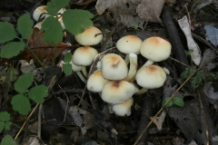 PB086215