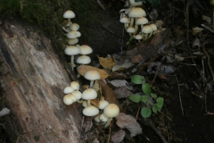 PB086216