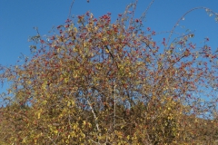 PB086260