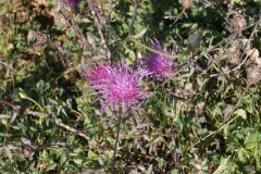 PB086267