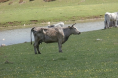 P4223500