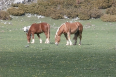 P4223536