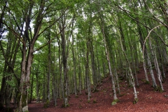 DSC0093-2