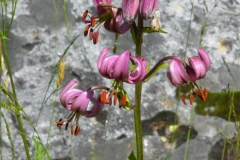 P7132542
