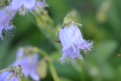 P7162690h