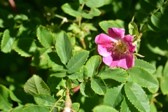 P7162690n