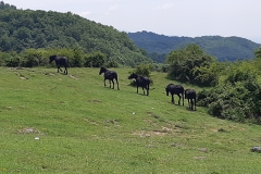 IMG_20210602_133241