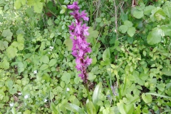 IMG_20210602_144639