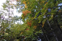 IMG_20221001_110634